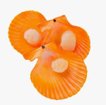 Гребешок золотой на половинке раковины 45-55 Китай (3700/02B07
)короб 1/10+